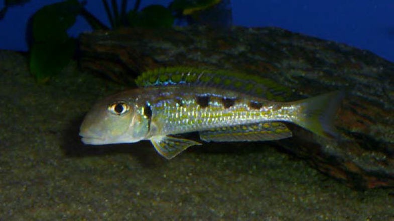 Xenotilapia singularis 'Ndole Bay'